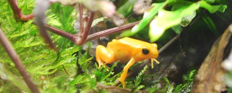 grenouille de madagascar nausicaa