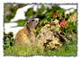 marmotte
