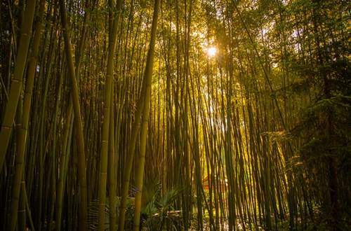 La Bambouseraie de Prafrance ©